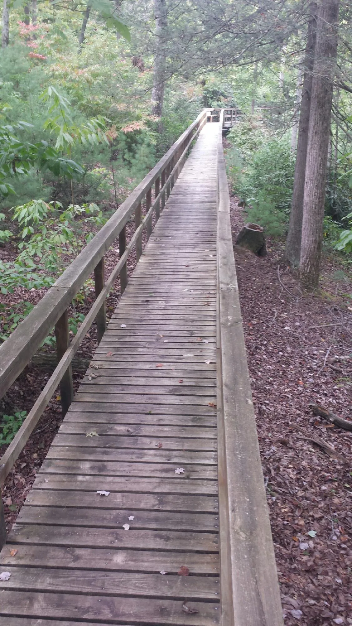 Long wood walkway with handrails built through the woods in Richville